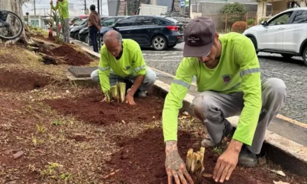 Início da temporada de plantio nas praças de Formiga