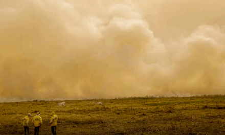 Cientistas alertam: calor extremo mata mais de meio milhão de pessoas anualmente