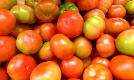 Preço do tomate dispara no atacado e sobe até 52% em Belo Horizonte