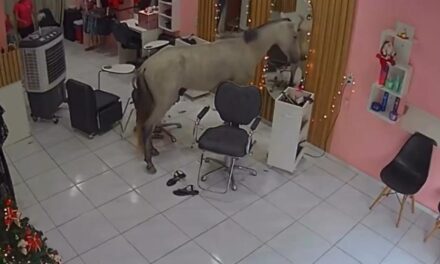 Cavalo invade salão de beleza na Zona Norte de Teresina