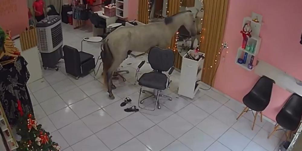 Cavalo invade salão de beleza na Zona Norte de Teresina