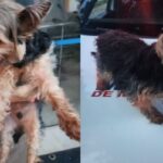 PM recupera cachorro furtado em bairro de BH; tutora quase foi arrastada ao tentar impedir crime