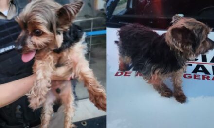 PM recupera cachorro furtado em bairro de BH; tutora quase foi arrastada ao tentar impedir crime