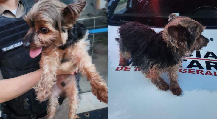 PM recupera cachorro furtado em bairro de BH; tutora quase foi arrastada ao tentar impedir crime