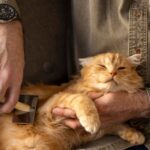 Por que os gatos se esfregam em pessoas e objetos; entenda