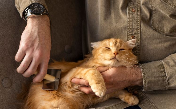 Por que os gatos se esfregam em pessoas e objetos; entenda