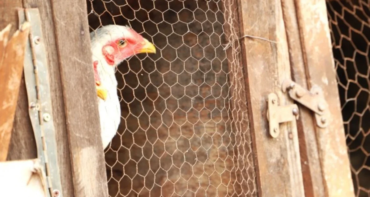 Morador dos EUA morre com cepa de gripe aviária nunca vista em humanos