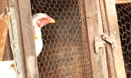 Morador dos EUA morre com cepa de gripe aviária nunca vista em humanos