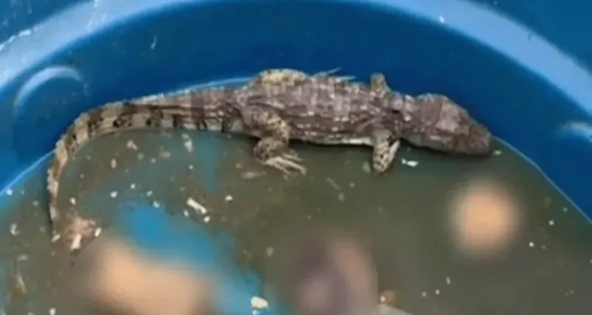 Polícia investiga uso de jacaré por facção criminosa no Rio