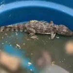 Jacaré é usado por facção criminosa em atos de tortura e ocultação de cadáveres, aponta investigação