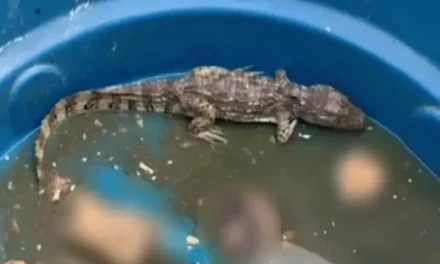 Polícia investiga uso de jacaré por facção criminosa no Rio