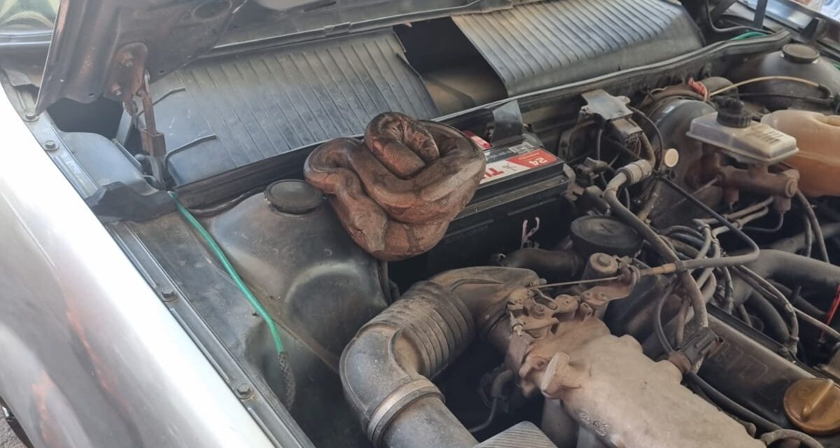 Jiboia se abriga em motor de carro e é resgatada pelos bombeiros no bairro Novo Horizonte, em Formiga