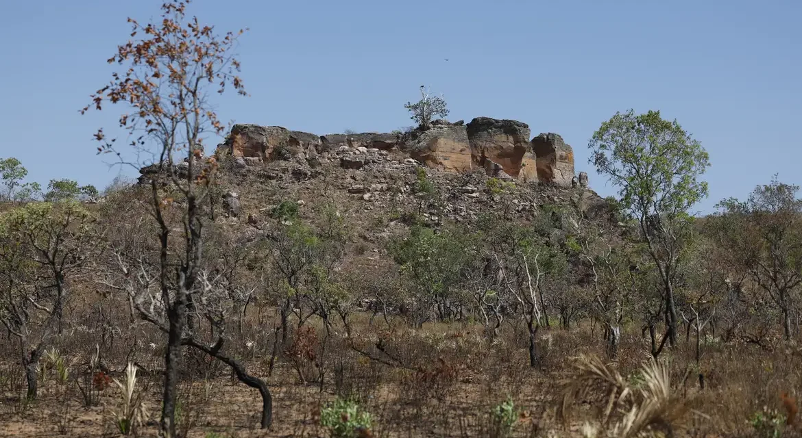 Agência Brasil e Radioagência Nacional lançam série especial sobre avanço do agronegócio no Cerrado