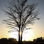 Cientista alerta para dificuldade em conter aquecimento global dentro da meta do Acordo de Paris