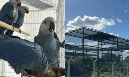 Últimas ararinhas-azuis na natureza estão contaminadas por vírus letal na Bahia