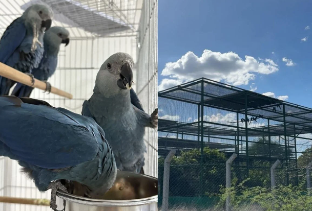 Últimas ararinhas-azuis na natureza estão contaminadas por vírus letal na Bahia