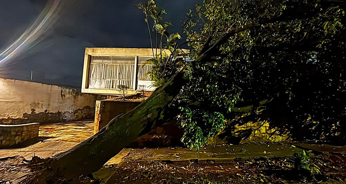 Árvore cai sobre casa no bairro Serrano, em Belo Horizonte, e outra ameaça desabar