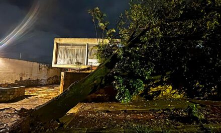 Árvore cai sobre casa no bairro Serrano, em Belo Horizonte, e outra ameaça desabar