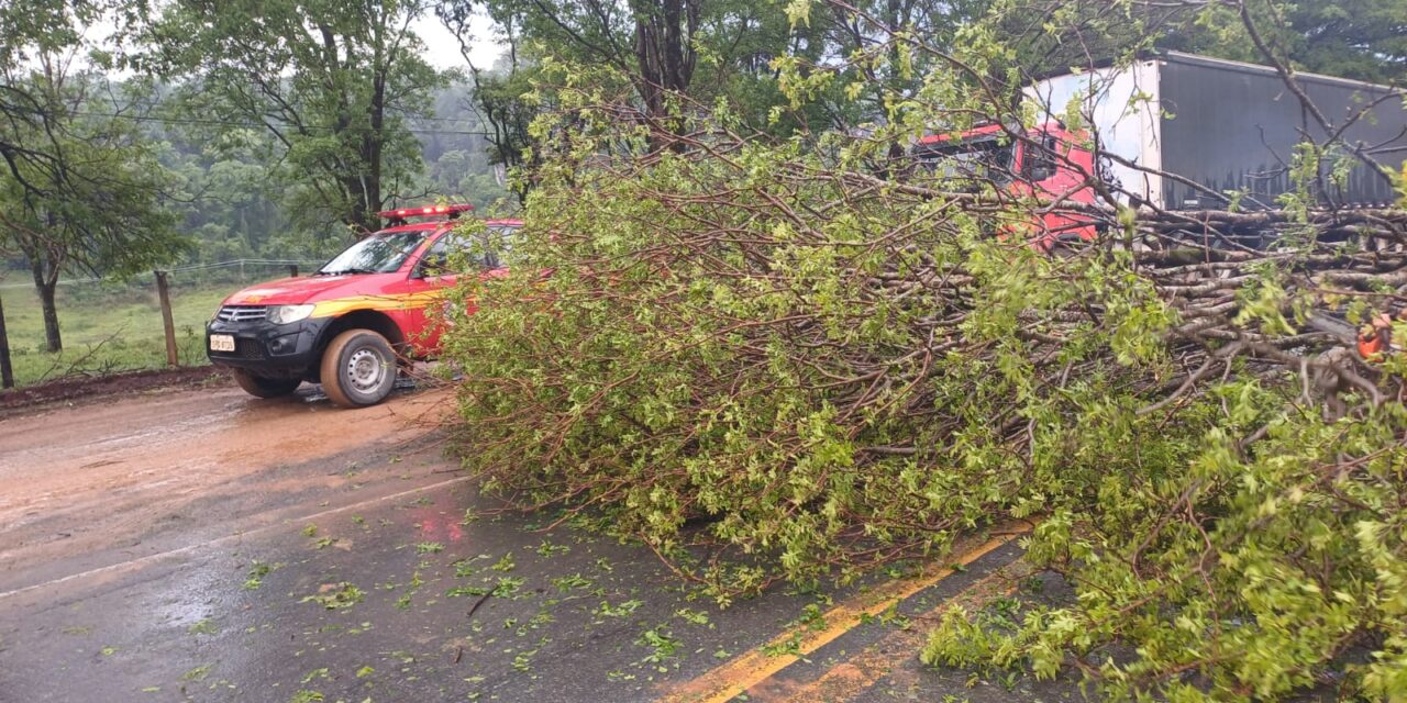 Temporal provoca queda de árvore e interdição de rodovia em Pains