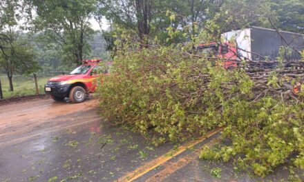 Temporal provoca queda de árvore e interdição de rodovia em Pains