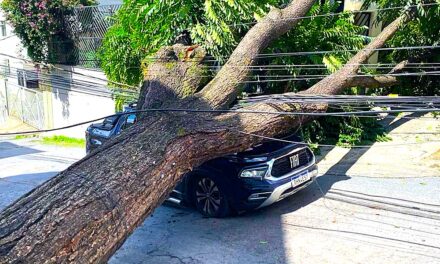 Árvore de grande porte cai sobre carro e deixa motorista ferido em Belo Horizonte