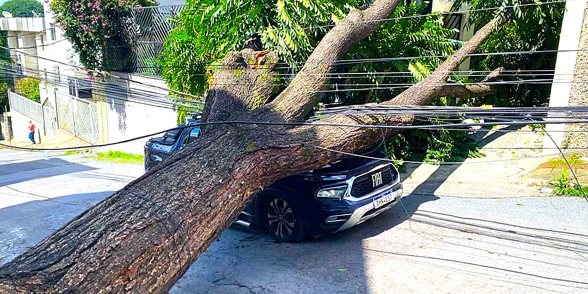 Árvore de grande porte cai sobre carro e deixa motorista ferido em Belo Horizonte