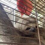 Bicho-preguiça “pega carona” em coletivo e viraliza nas redes sociais