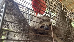 Bicho-preguiça “pega carona” em coletivo e viraliza nas redes sociais