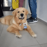 Pacientes de Divinópolis poderão receber visitas de seus animais de estimação