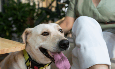 Terapias com animais: como a presença de cães e gatos pode ajudar na recuperação hospitalar