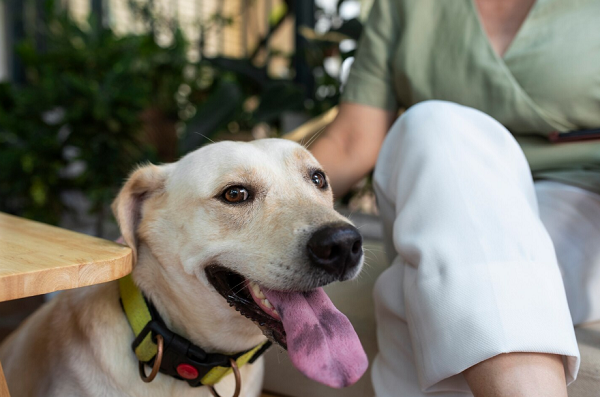 Terapias com animais: como a presença de cães e gatos pode ajudar na recuperação hospitalar