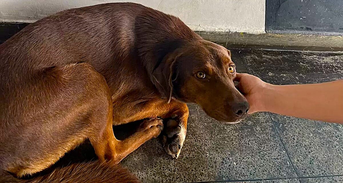 Administração Municipal verifica situação de cães na rodoviária após relatos de mordeduras