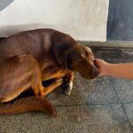 Administração Municipal verifica situação de cães na rodoviária após relatos de mordeduras