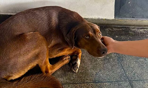 Administração Municipal verifica situação de cães na rodoviária após relatos de mordeduras