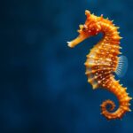 A biologia da gravidez masculina: o que a ciência descobriu sobre os cavalos-marinhos