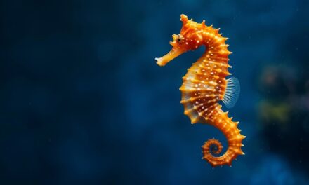 A biologia da gravidez masculina: o que a ciência descobriu sobre os cavalos-marinhos