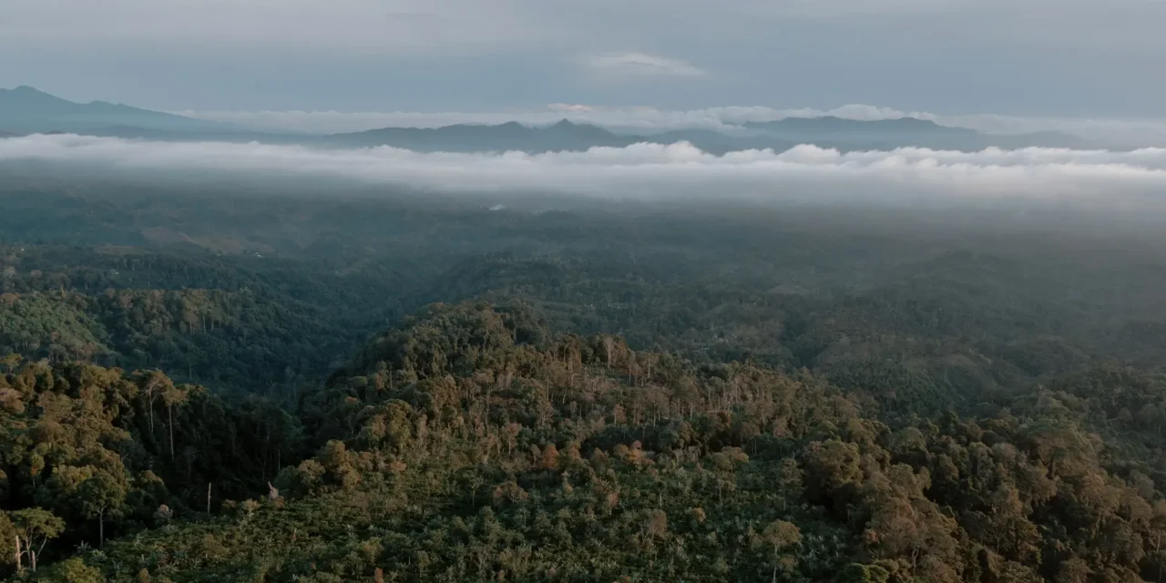 China decide não investir em fundo florestal lançado pelo Brasil na COP30
