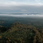 China decide não investir em fundo florestal lançado pelo Brasil na COP30