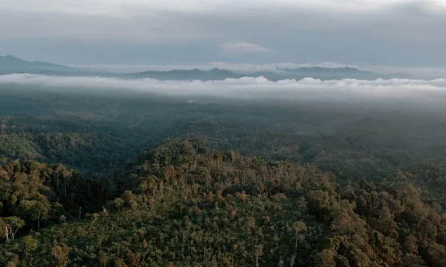 China decide não investir em fundo florestal lançado pelo Brasil na COP30