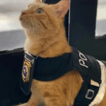 “Delegato” adotado por delegacia ajuda a receber mulheres e crianças em situação de vulnerabilidade