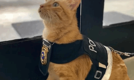 “Delegato” adotado por delegacia ajuda a receber mulheres e crianças em situação de vulnerabilidade