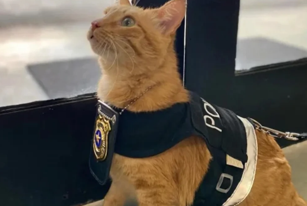 “Delegato” adotado por delegacia ajuda a receber mulheres e crianças em situação de vulnerabilidade