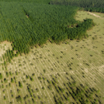 Desmatamento das florestas tropicais causa 28 mil mortes por ano, aponta estudo