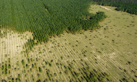 Desmatamento das florestas tropicais causa 28 mil mortes por ano, aponta estudo