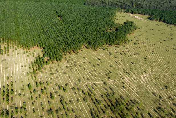 Desmatamento das florestas tropicais causa 28 mil mortes por ano, aponta estudo