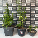 Polícia Militar apreende sete pés de maconha em residência de Divinópolis