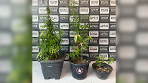 Polícia Militar apreende sete pés de maconha em residência de Divinópolis