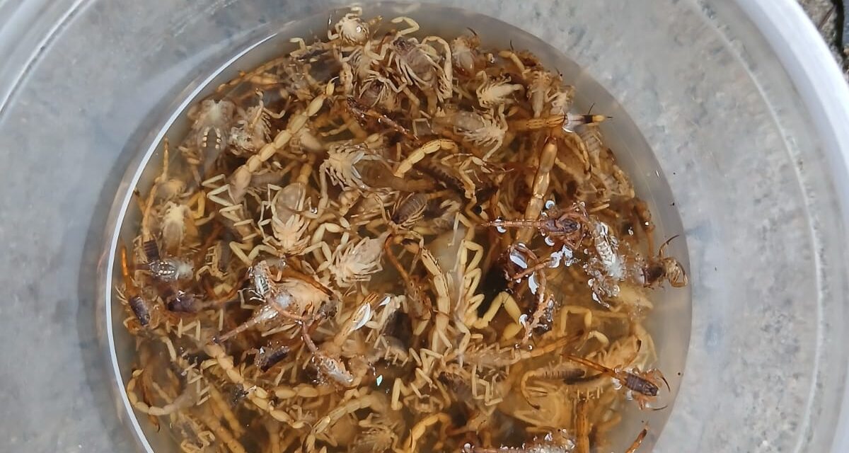 Infestação de escorpiões preocupa moradores do bairro Sagrado Coração de Jesus