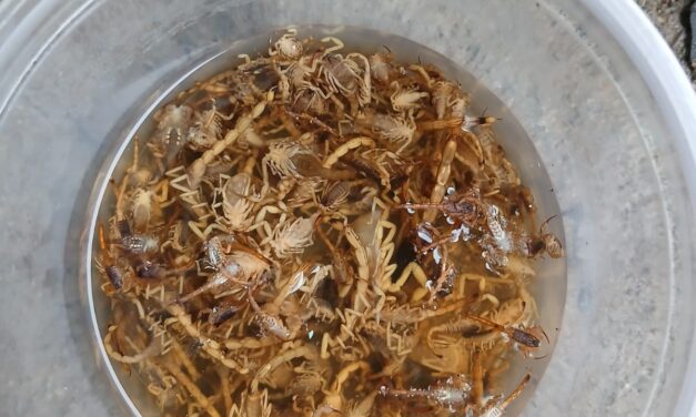 Infestação de escorpiões preocupa moradores do bairro Sagrado Coração de Jesus