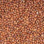 Mercado de feijão encerra outubro com negócios lentos e preços variando entre regiões produtoras